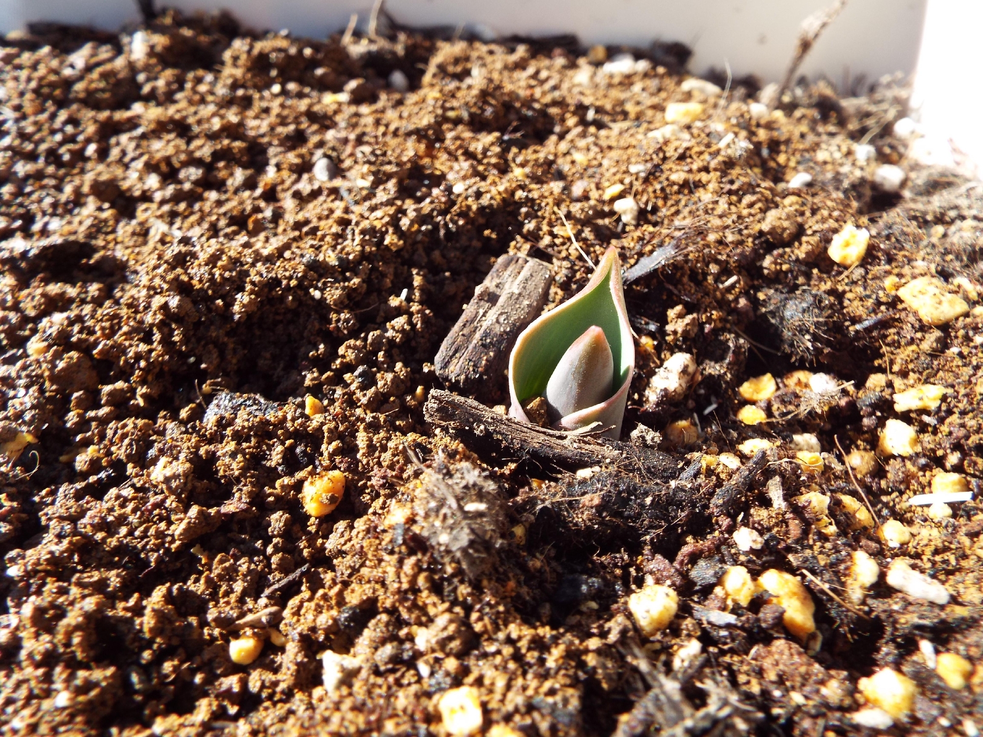 令和８年１月２３日（金）　チューリップ　給食